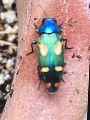 Buprestis gibbsii