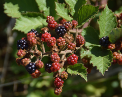 Rubus