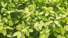 Ficus