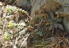 Dudleya cymosa crebrifolia