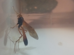 Opheltes glaucopterus