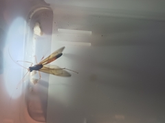 Opheltes glaucopterus