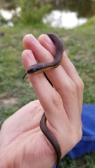 Thamnophis melanogaster