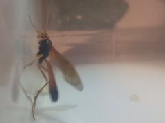 Opheltes glaucopterus