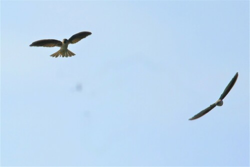 Drab Swiftlet (Collocalia neglecta), photo 5