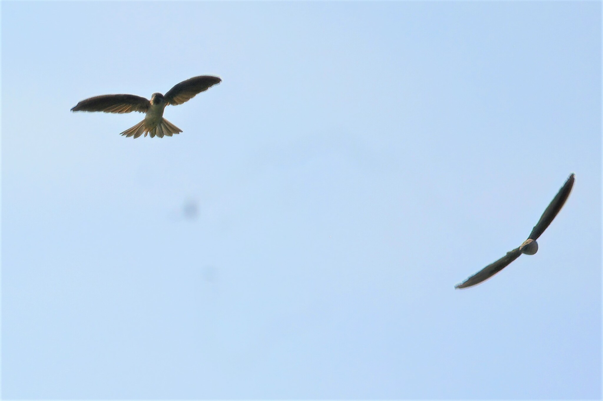 Drab Swiftlet (Collocalia neglecta), photo 1