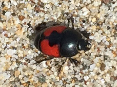 Spilodiscus sellatus