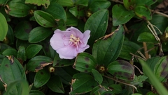 Melastoma dodecandrum