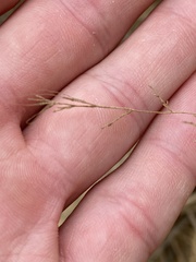 Muhlenbergia microsperma