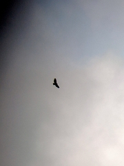 Spilornis cheela