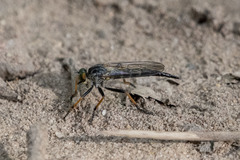 Neoitamus orphne