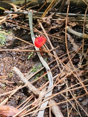 Hygrocybe