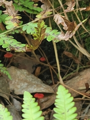 Hygrocybe
