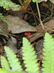 Hygrocybe