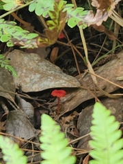 Hygrocybe