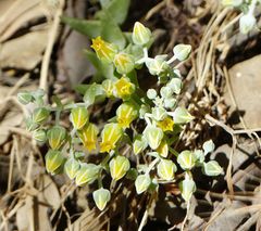 Dudleya cymosa crebrifolia