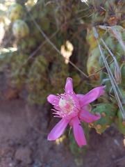 Cylindropuntia fulgida