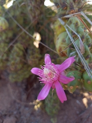 Cylindropuntia fulgida