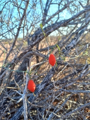 Ibervillea macdougalii