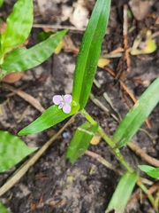 Murdannia nudiflora