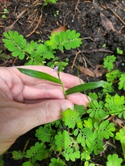 Murdannia nudiflora