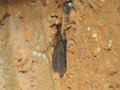 Nyctiophylax