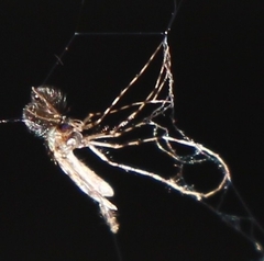 Chaoborus punctipennis