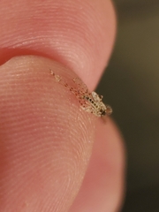 Chaoborus punctipennis