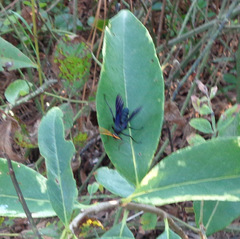 Gnamptopelta obsidianator