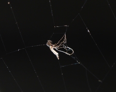 Chaoborus punctipennis