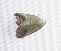 Asinduma exscripta