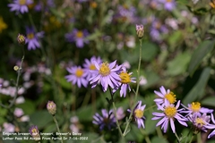 Erigeron breweri breweri