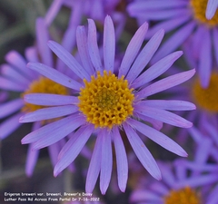 Erigeron breweri breweri