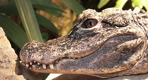 Caimanes o Aligators (Género Alligator) · NaturaLista Mexico