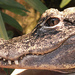Alligator - Photo (c) Phil,  זכויות יוצרים חלקיות (CC BY-NC-SA)