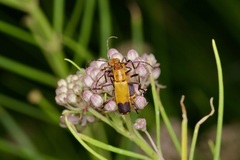 Chauliognathus discus discus