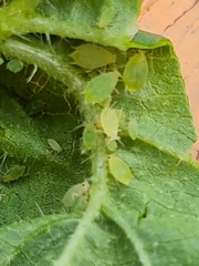 Aphis umbrella