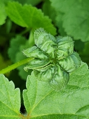 Aphis umbrella