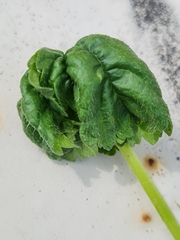 Aphis umbrella