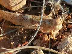Sphingonotus caerulans