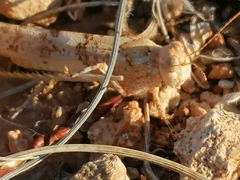 Sphingonotus caerulans