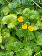 Lysimachia nummularia