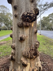 Eucalyptus cladocalyx