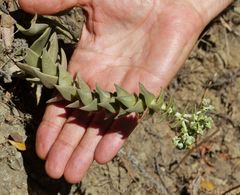 Dudleya cymosa crebrifolia