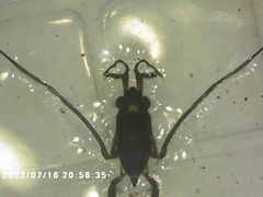 Rheumatobates rileyi