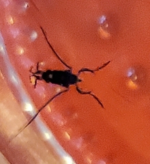 Rheumatobates rileyi