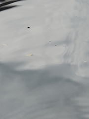 Rheumatobates rileyi