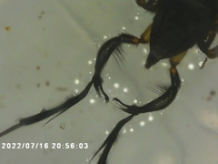 Rheumatobates rileyi