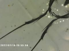 Rheumatobates rileyi