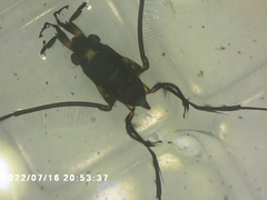 Rheumatobates rileyi